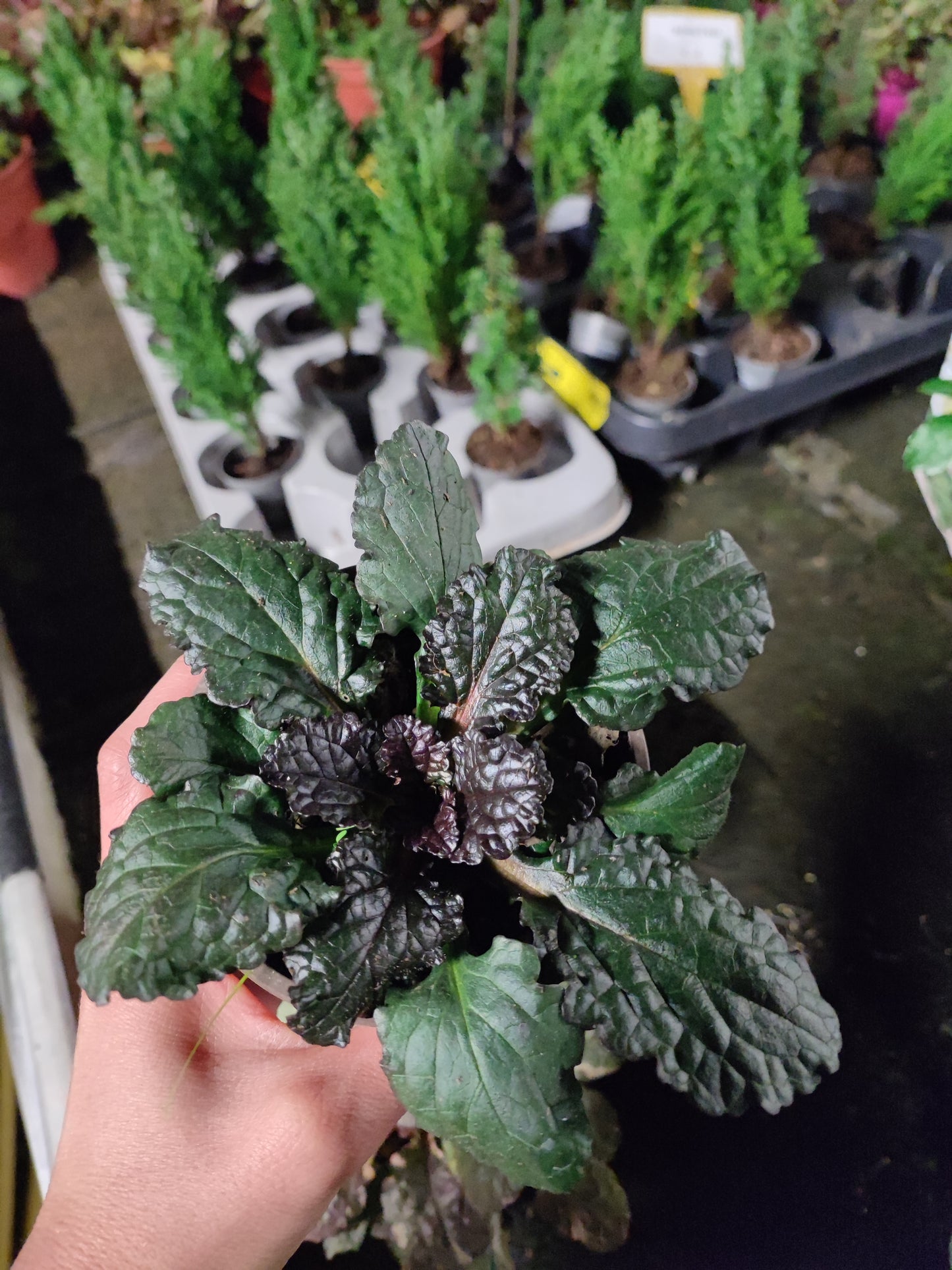 Ajuga