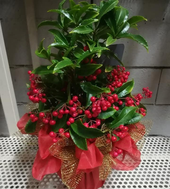 Ardisia crenata