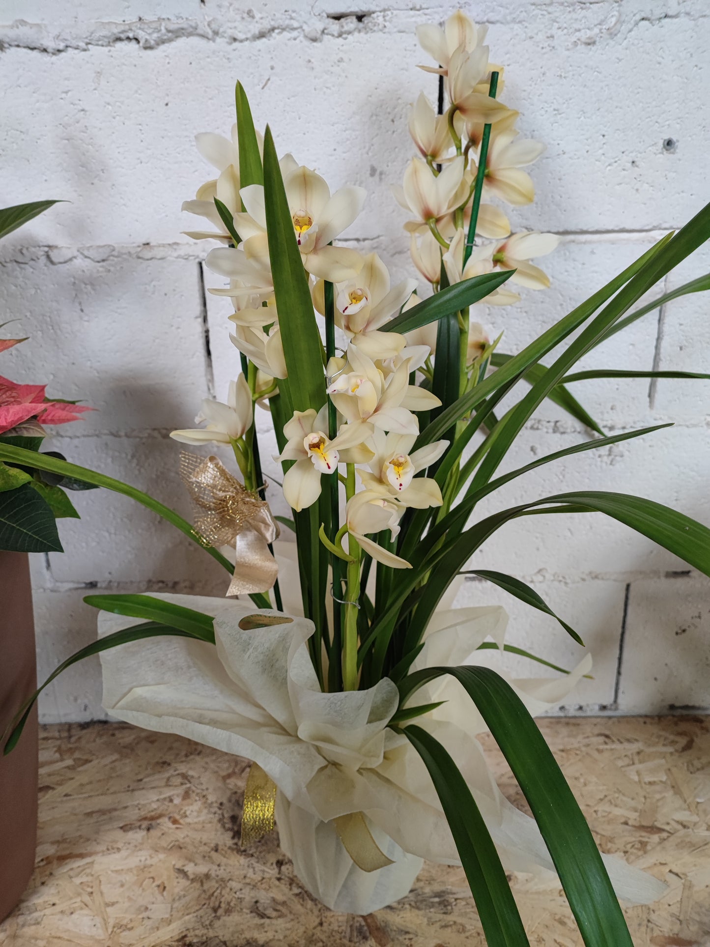 Cymbidium confezionato