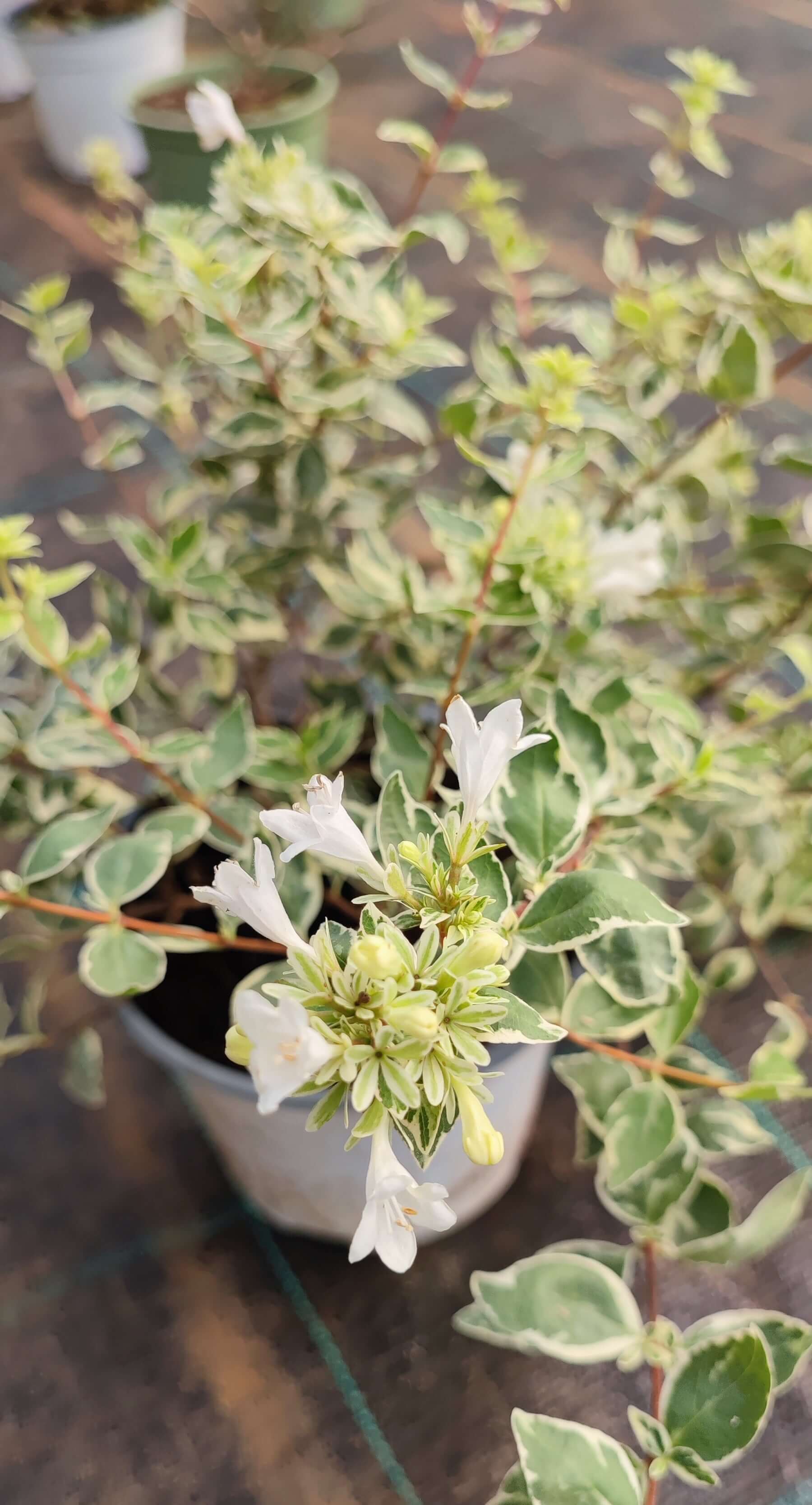 Abelia grandiflora - Valmaflor