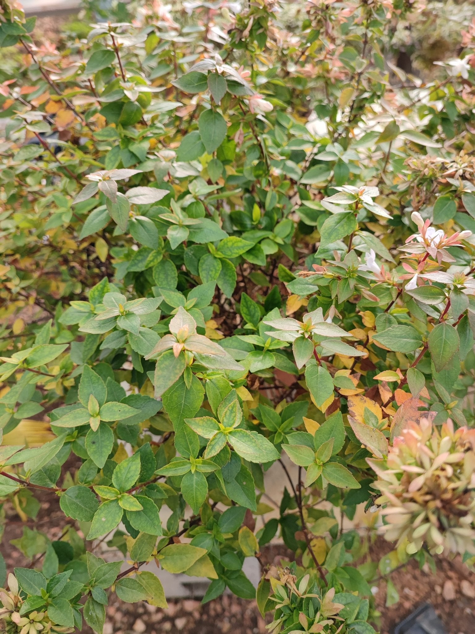 Abelia Grandiflora - Valmaflor#ValmaflorValmaflorAbelia GrandifloraVaso 22