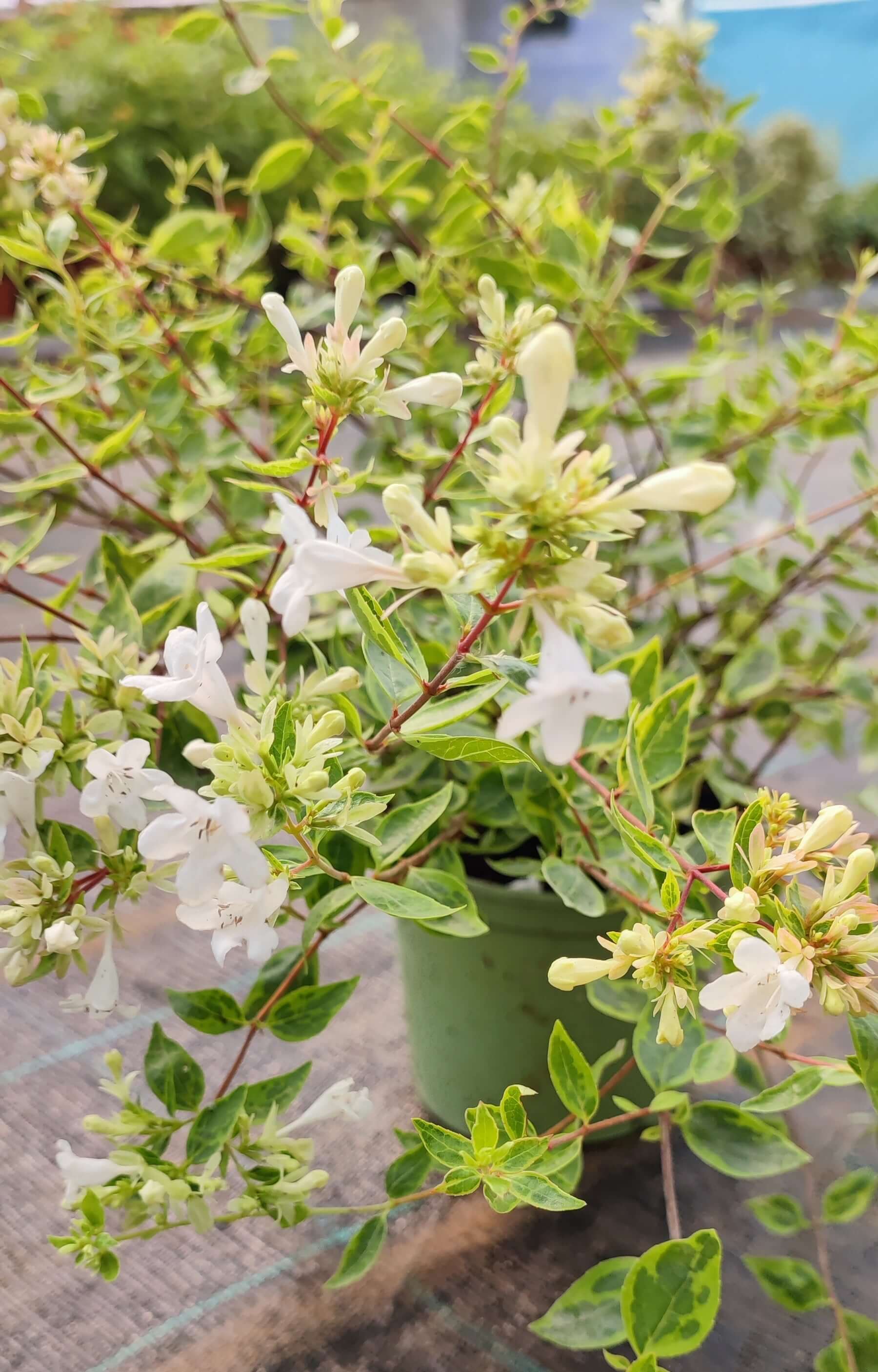 Abelia grandiflora - Valmaflor