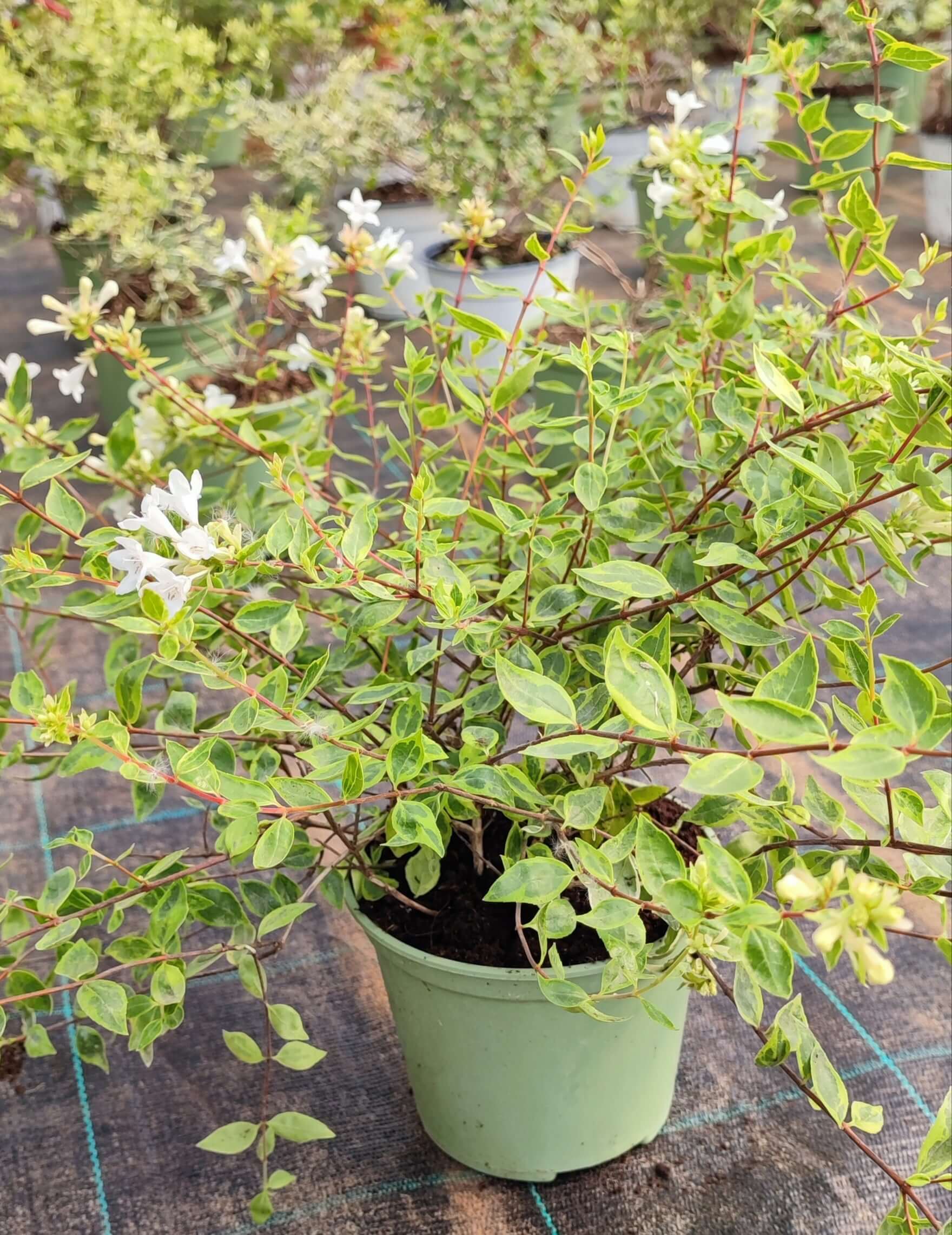 Abelia grandiflora - Valmaflor