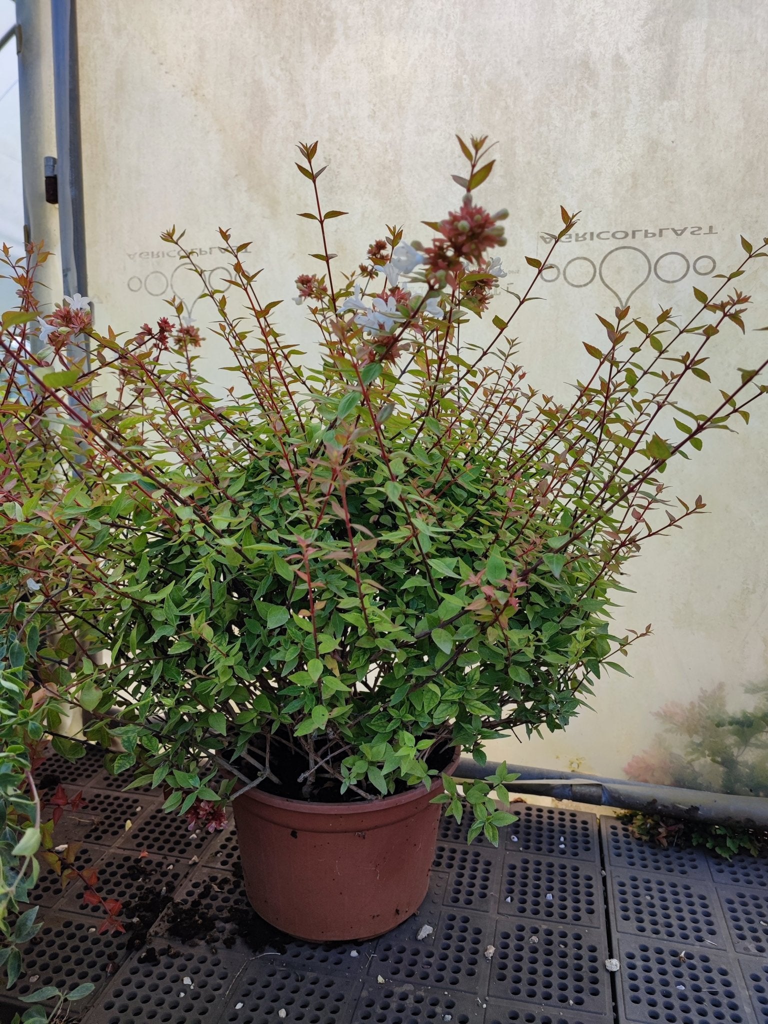Abelia Grandiflora compatta - ValmaflorValmaflorValmaflorAbelia Grandiflora compattaVaso 22