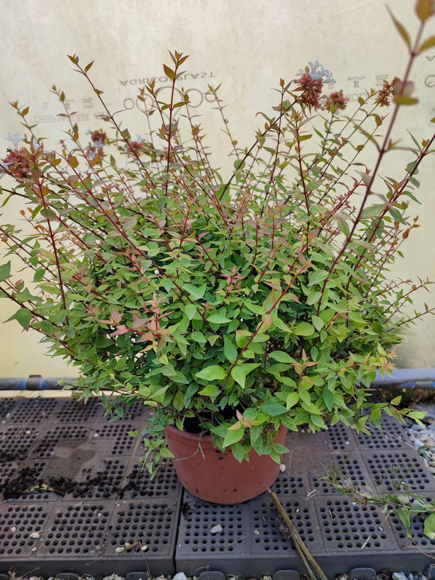 Abelia Grandiflora compatta - ValmaflorValmaflorValmaflorAbelia Grandiflora compattaVaso 22