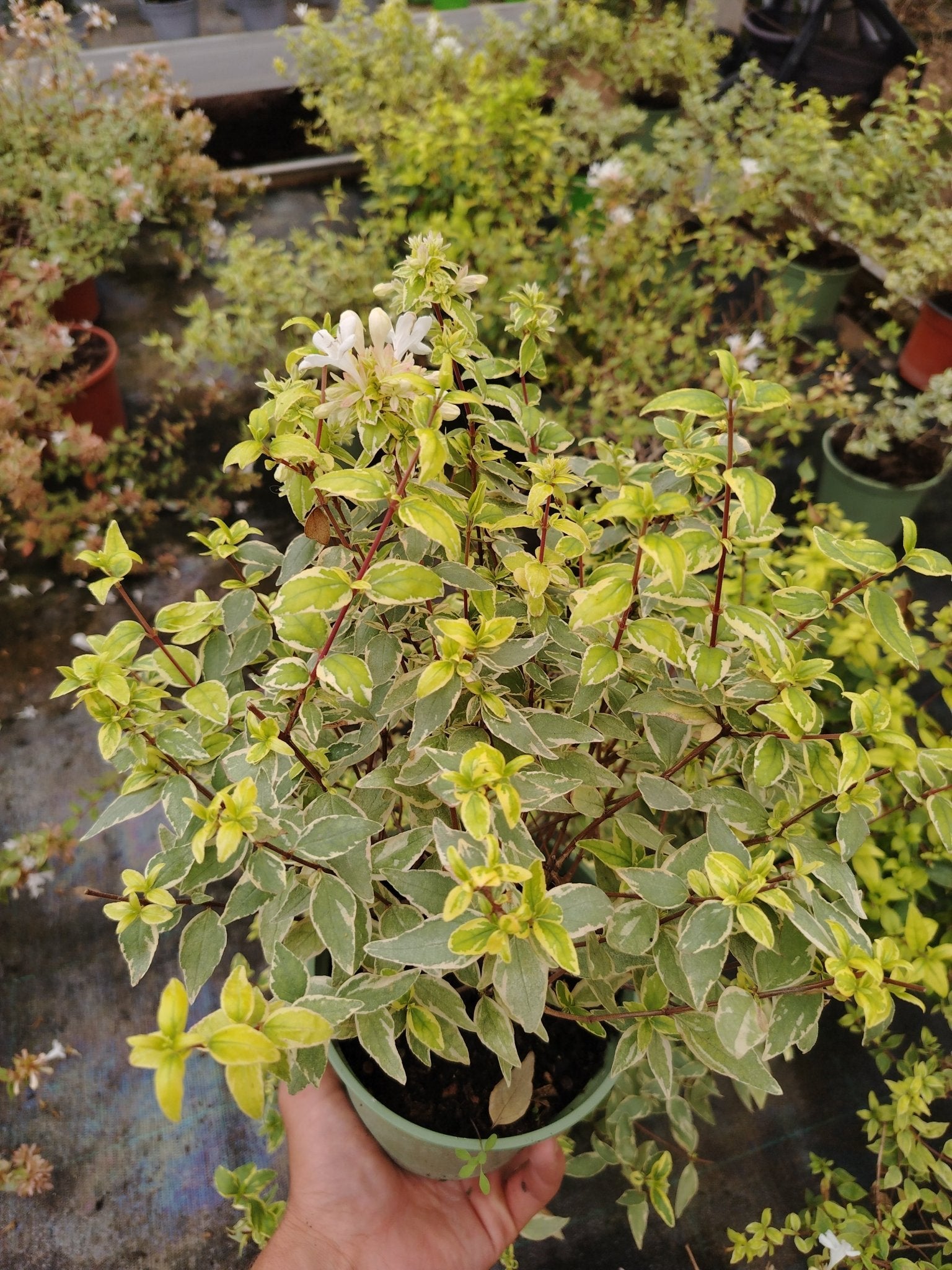 Abelia grandiflora "confetti" - ValmaflorAbeliaValmaflorValmaflorAbelia grandiflora "confetti"14