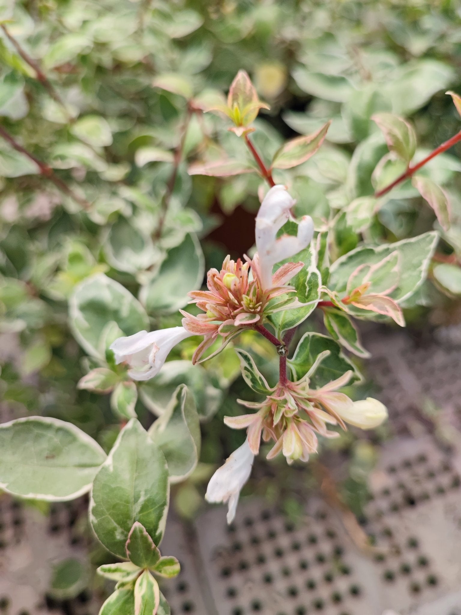 Abelia grandiflora "confetti" - ValmaflorAbeliaValmaflorValmaflorAbelia grandiflora "confetti"22