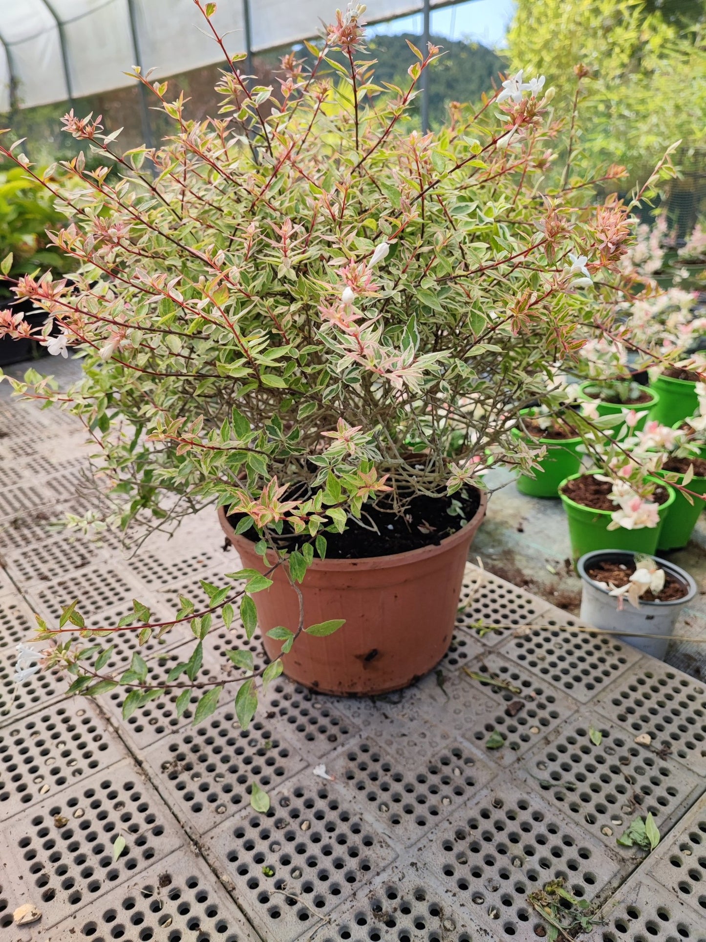 Abelia grandiflora "confetti" - ValmaflorAbeliaValmaflorValmaflorAbelia grandiflora "confetti"22