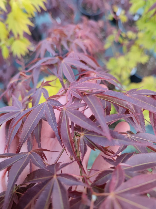 Acero "hama otome" - ValmaflorValmaflorValmaflorAcero "hama otome" - ValmaflorValmaflorValmaflorAcero "hama otome"