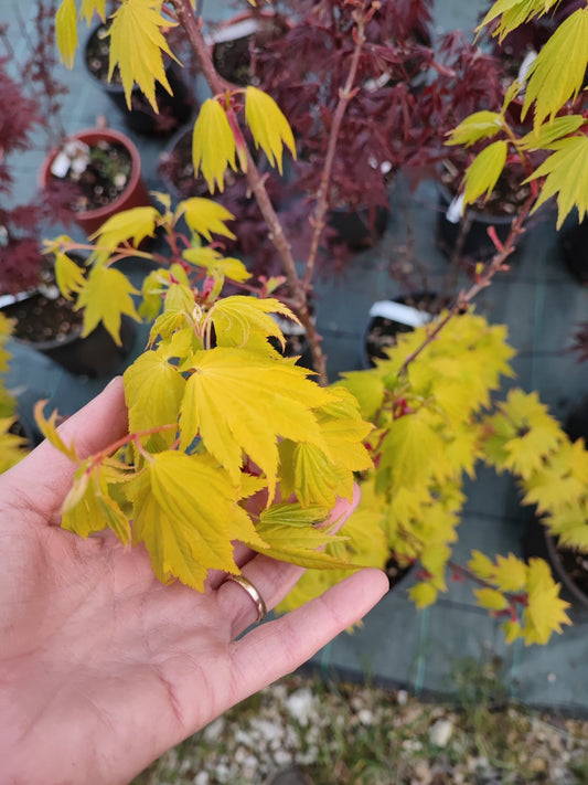 Acero jordan - Valmaflor#ValmaflorValmaflorAcero jordan