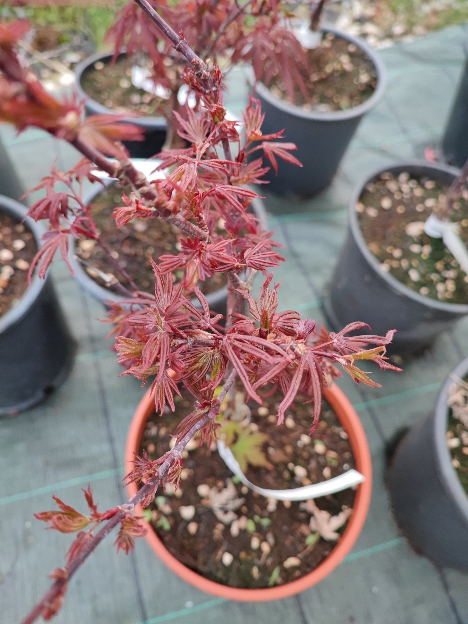 Acero shaina - ValmaflorValmaflorValmaflorAcero shaina - ValmaflorValmaflorValmaflorAcero shaina