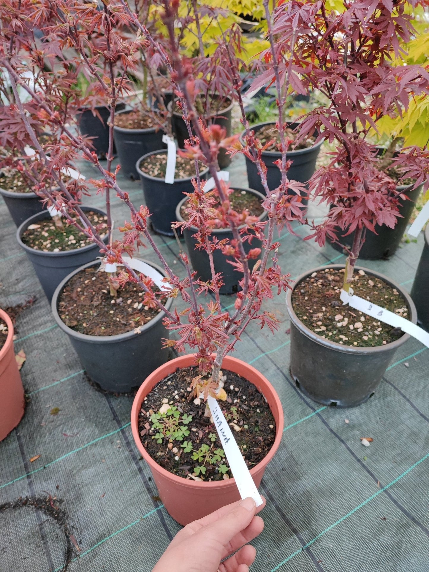 Acero shaina - ValmaflorValmaflorValmaflorAcero shaina - ValmaflorValmaflorValmaflorAcero shaina