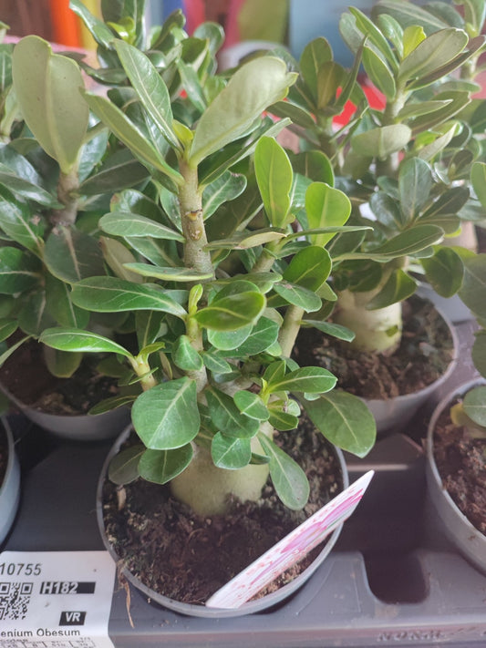Adenium obesum - ValmaflorValmaflorValmaflorAdenium obesum - ValmaflorValmaflorValmaflorAdenium obesum