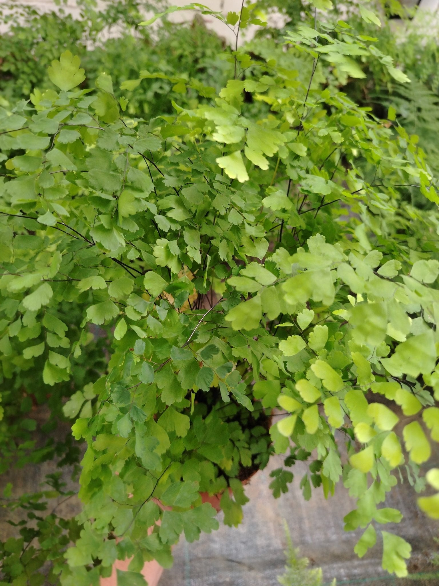 Adiantum (felce capelvenere) - ValmaflorValmaflorValmaflorAdiantum (felce capelvenere)12 cm