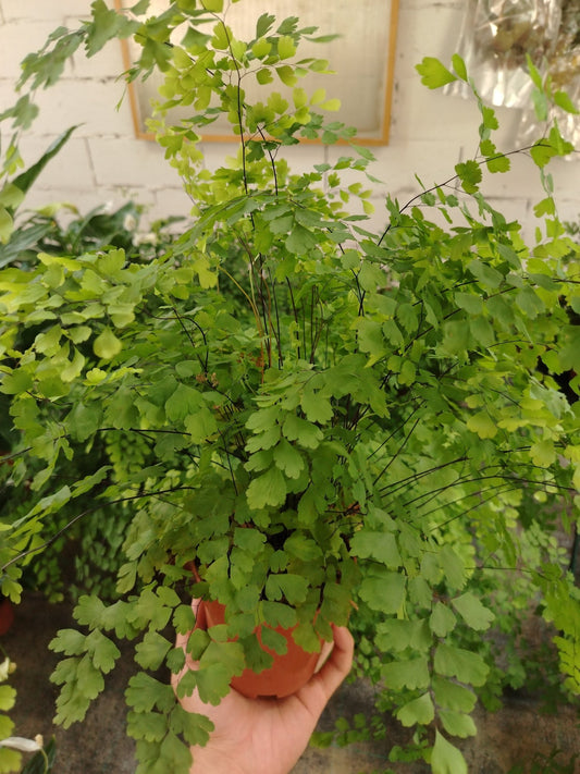 Adiantum (felce capelvenere) - ValmaflorValmaflorValmaflorAdiantum (felce capelvenere)12 cm