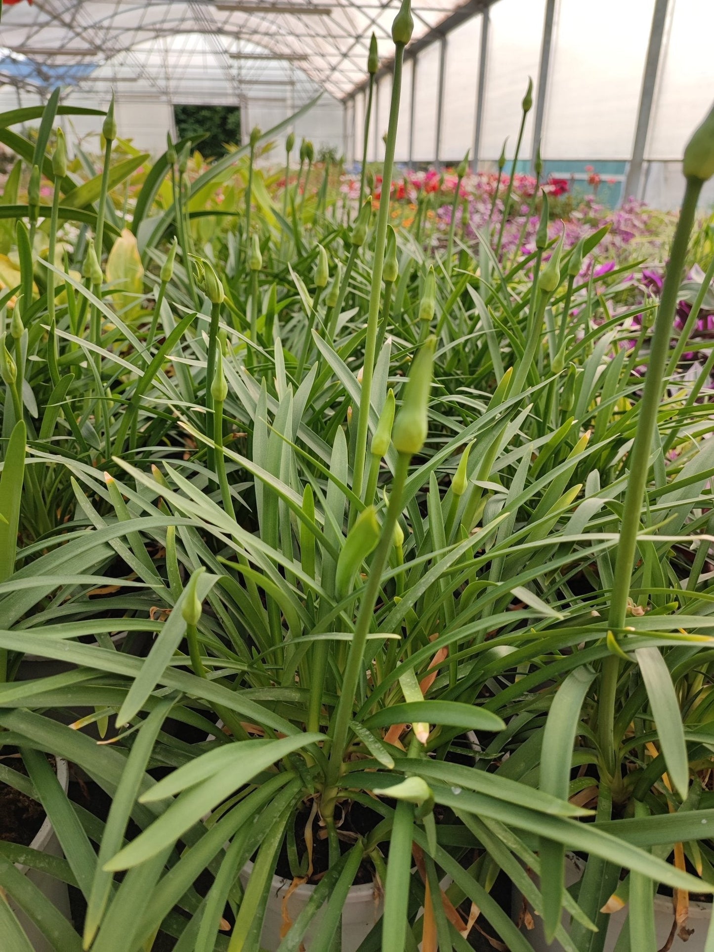 Agapanthus - ValmaflorValmaflorValmaflorAgapanthus blu - ValmaflorValmaflorValmaflorAgapanthus blu17 cm17 cmBianco