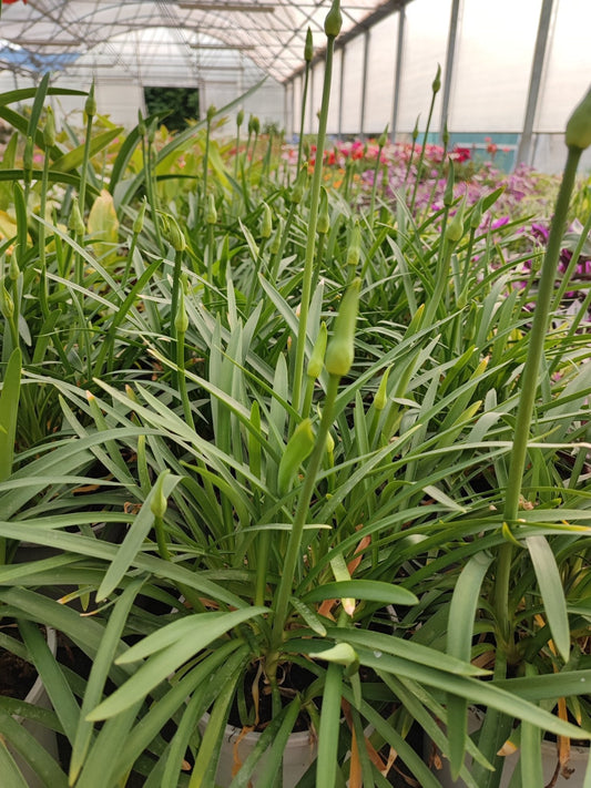 Agapanthus - ValmaflorValmaflorValmaflorAgapanthus blu - ValmaflorValmaflorValmaflorAgapanthus blu17 cm17 cmBianco