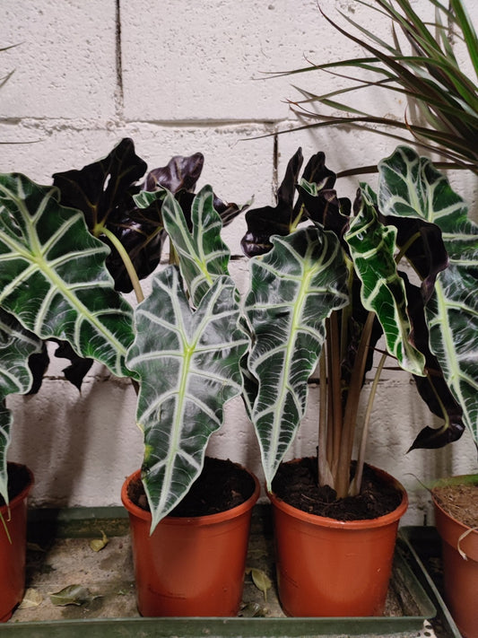 Alocasia polly - ValmaflorValmaflorValmaflorAlocasia polly - ValmaflorValmaflorValmaflorAlocasia polly