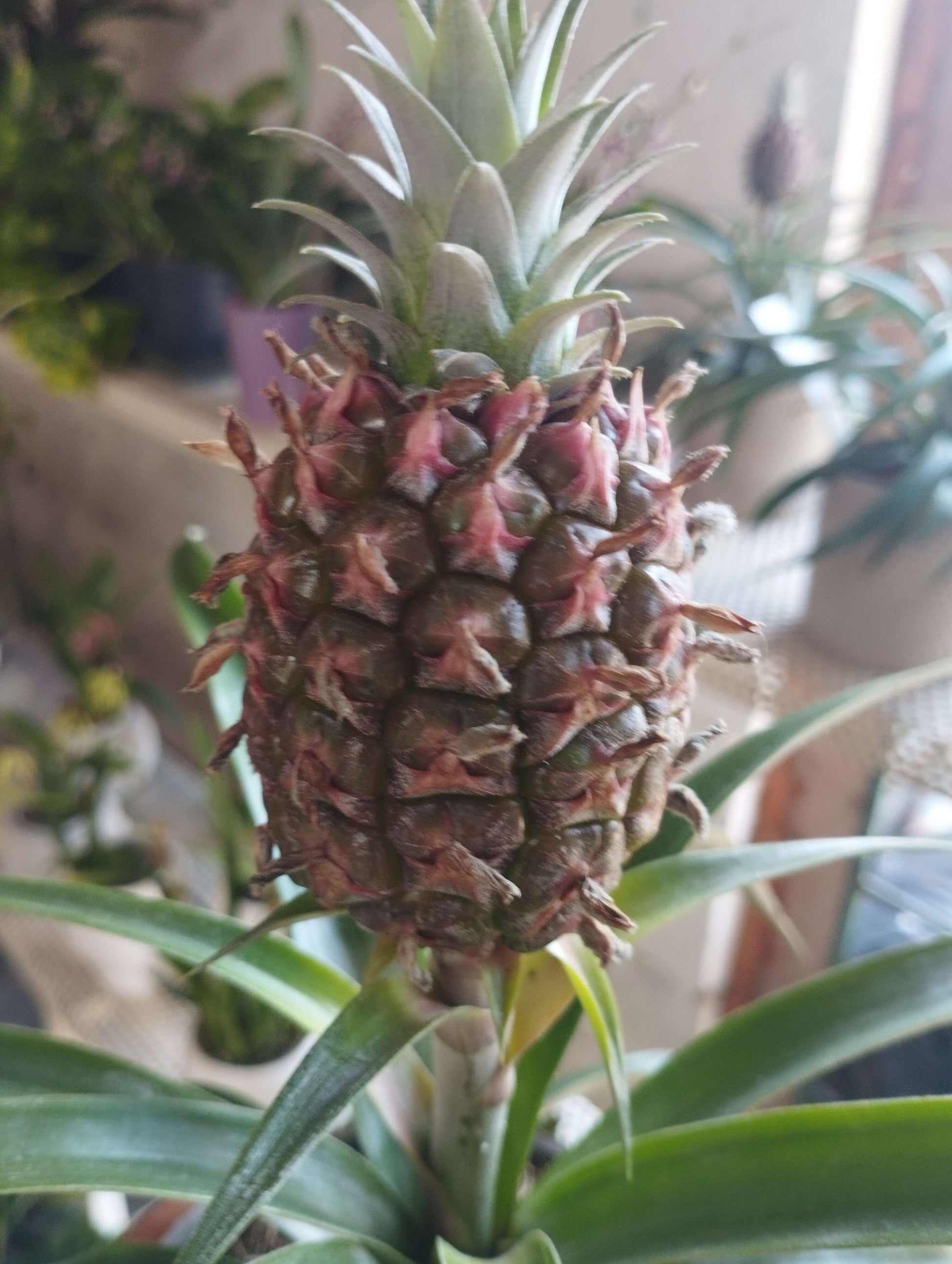 Ananas - Valmaflor