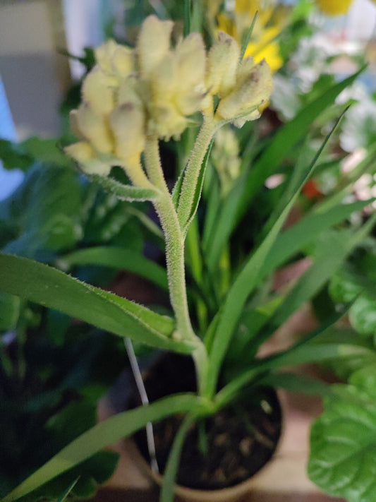 Anigozanthus - ValmaflorValmaflorValmaflorAnigozanthus - ValmaflorValmaflorValmaflorAnigozanthus