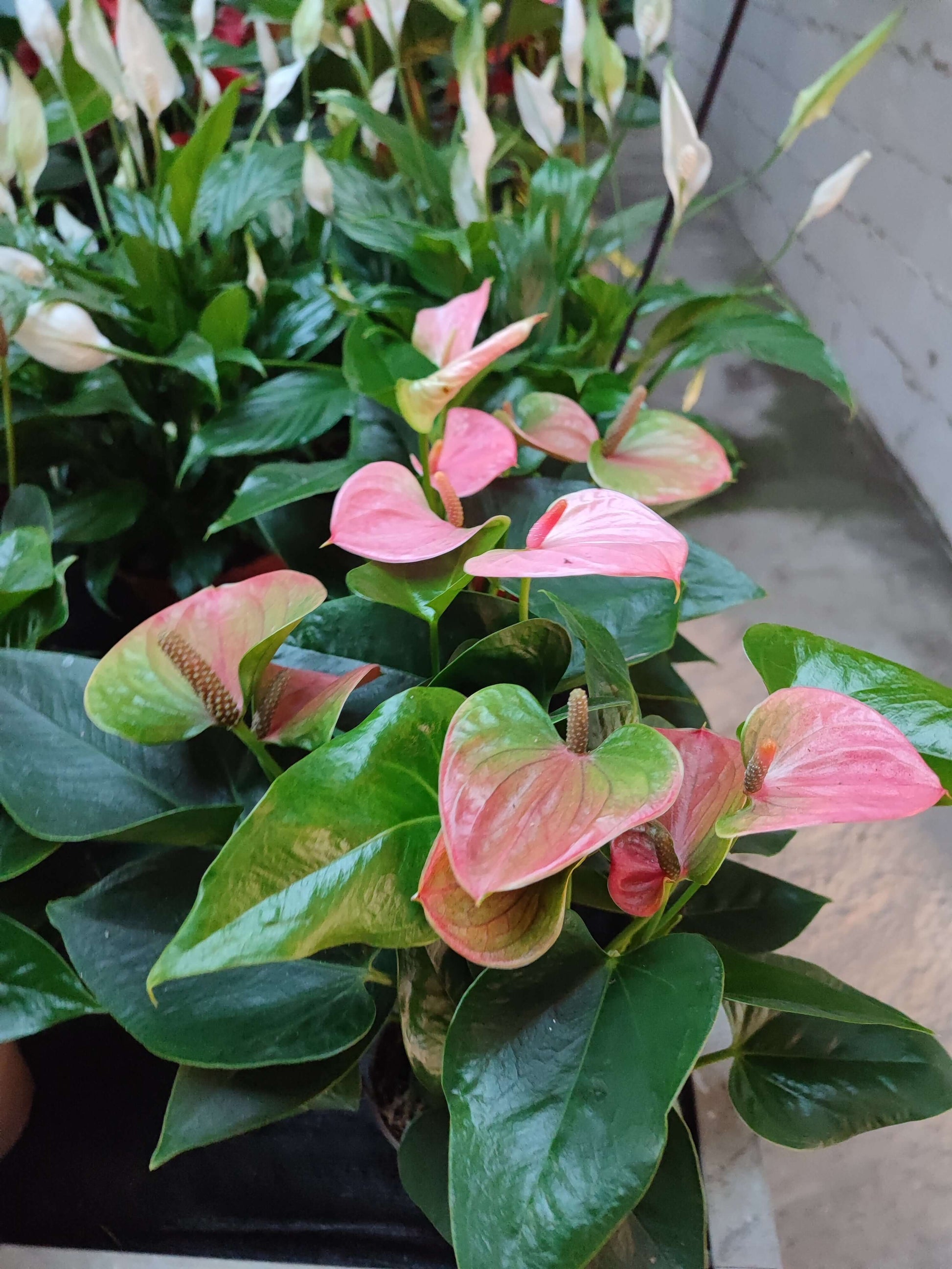 Anthurium - Valmaflor