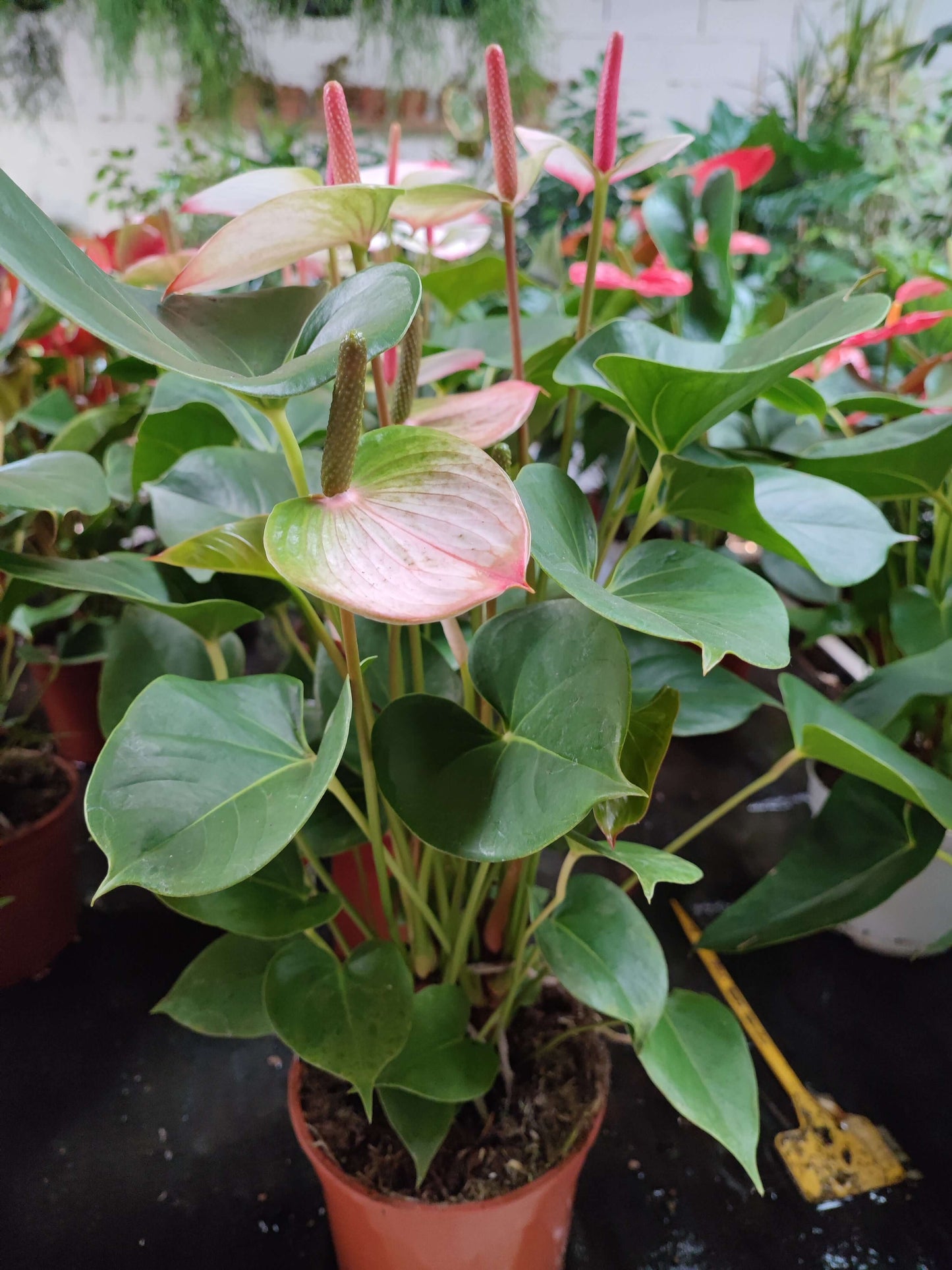 Anthurium - Valmaflor