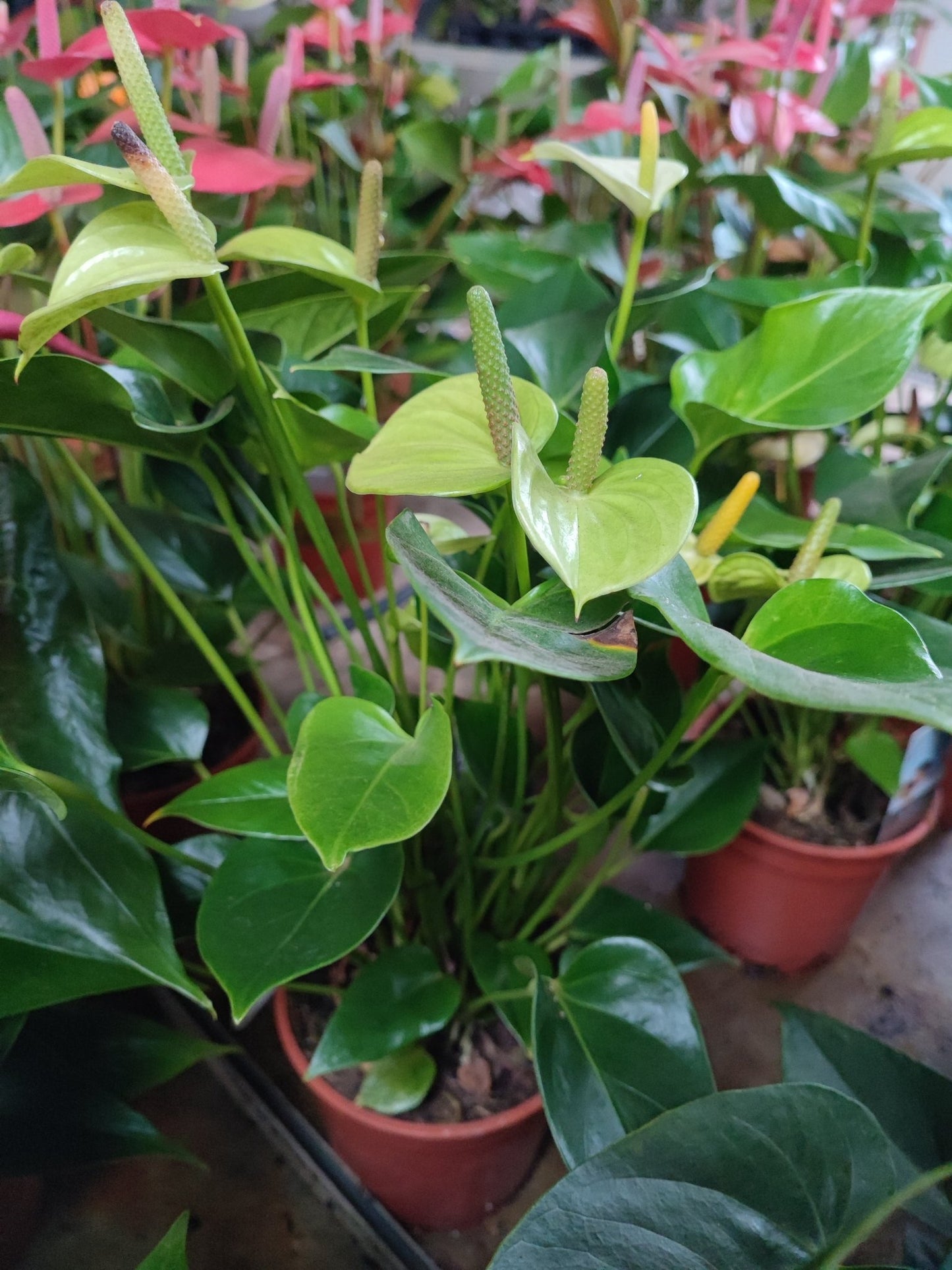 Anthurium - ValmaflorAnthuriumValmaflorValmaflorAnthurium - ValmaflorBianca17 cmAnthuriumCasa