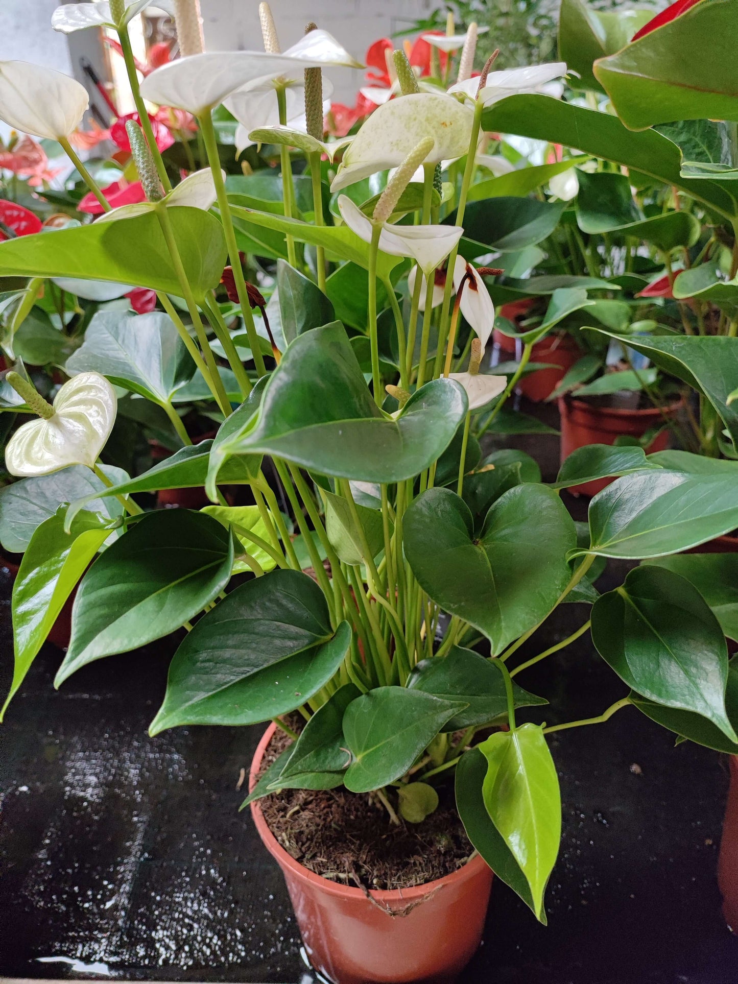 Anthurium - Valmaflor