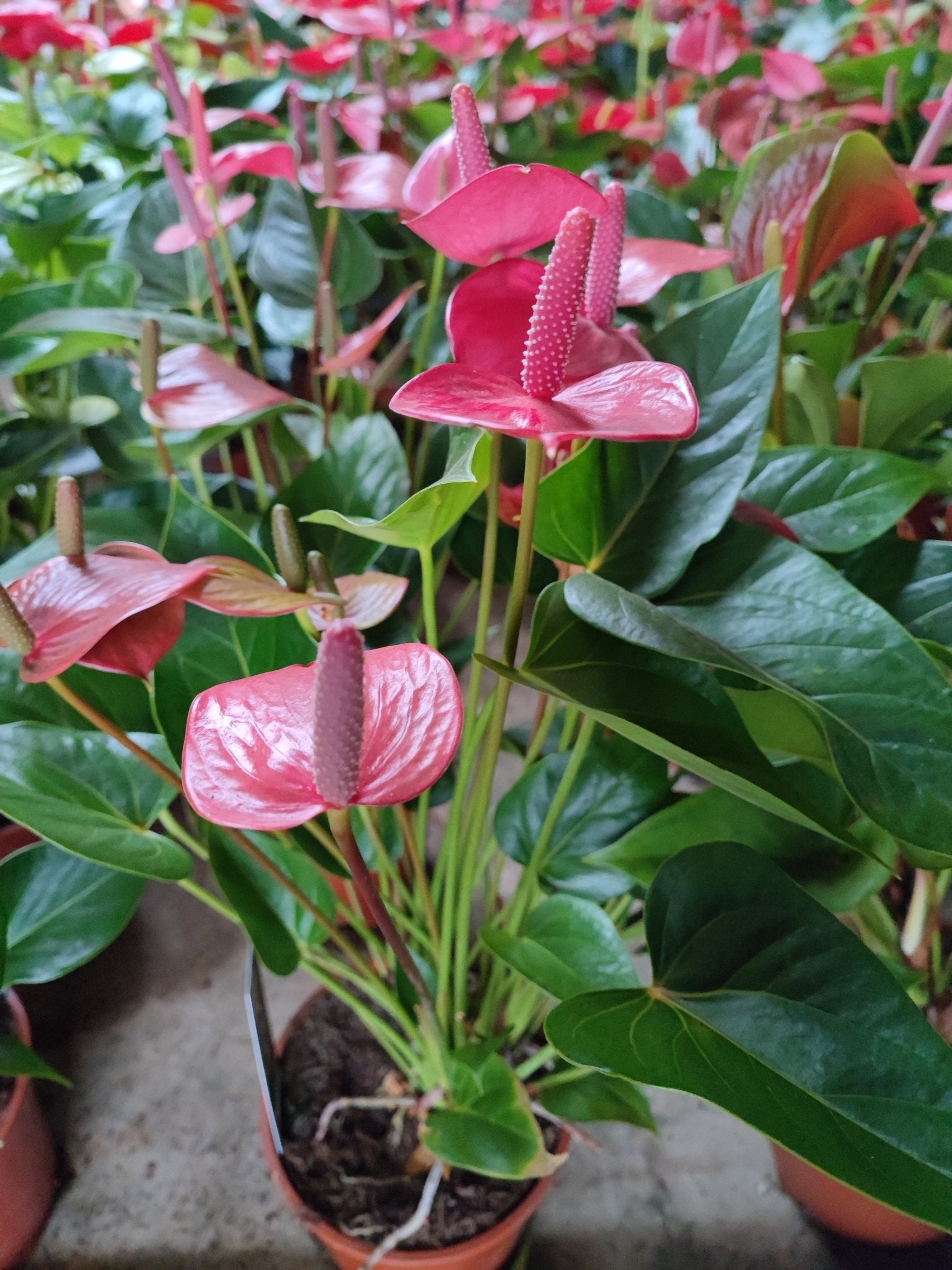 Anthurium - ValmaflorAnthuriumValmaflorValmaflorAnthurium - ValmaflorFucsia17 cmAnthuriumCasa