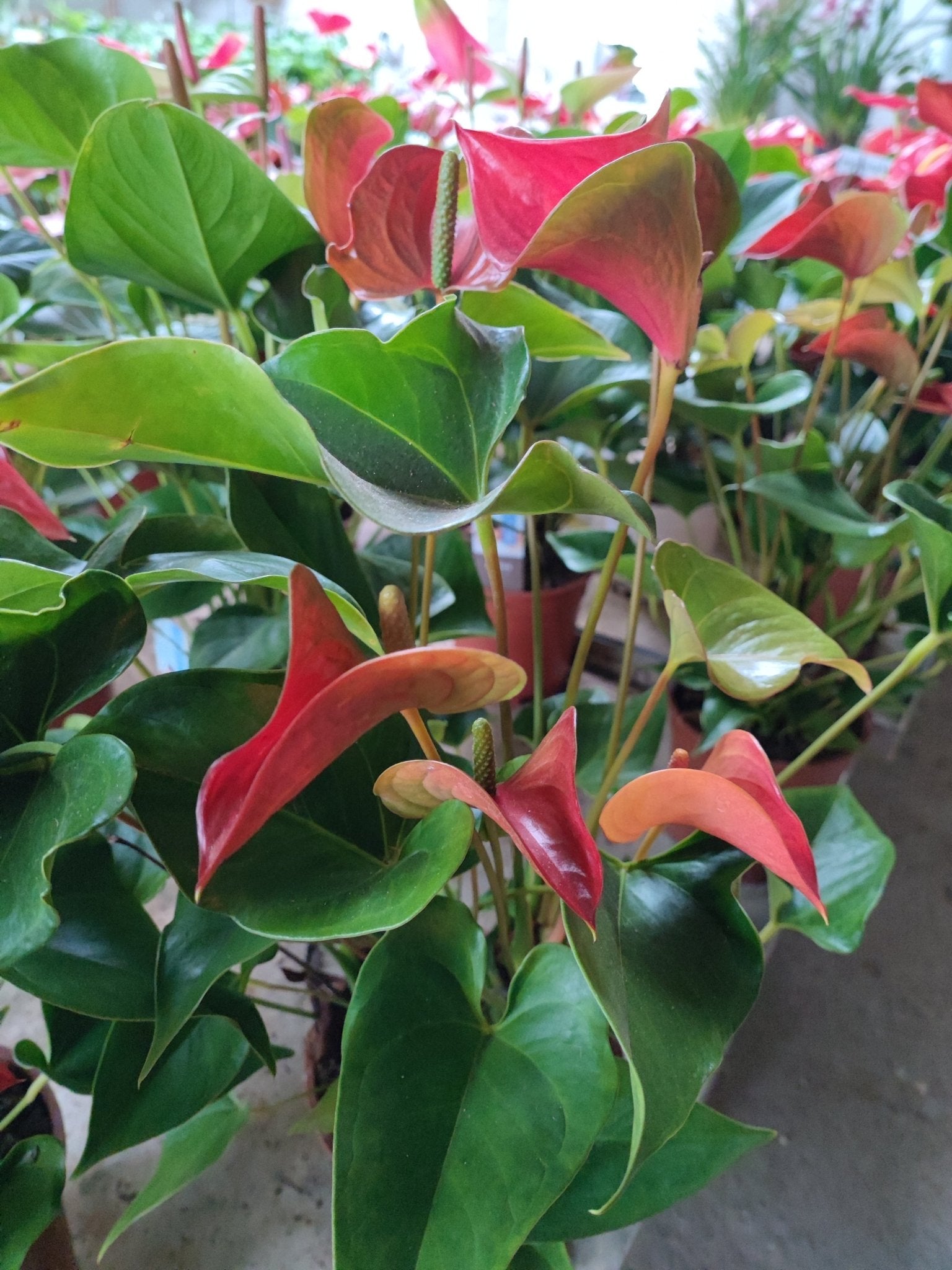 Anthurium - ValmaflorAnthuriumValmaflorValmaflorAnthurium - ValmaflorBordeaux17 cmAnthuriumCasa
