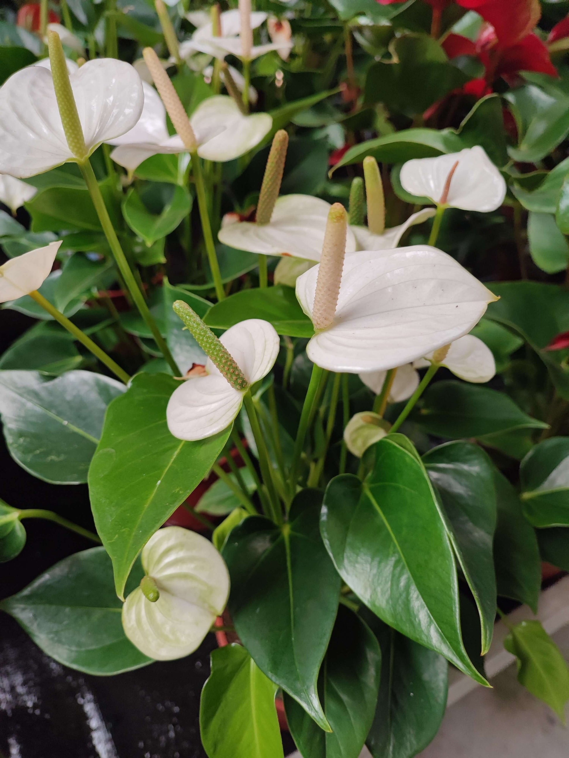 Anthurium - Valmaflor