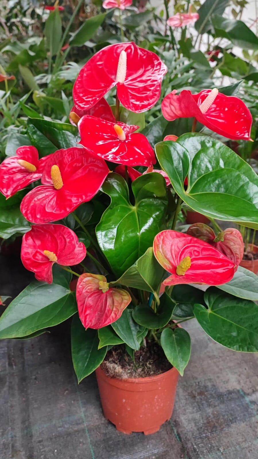 Anthurium - Valmaflor