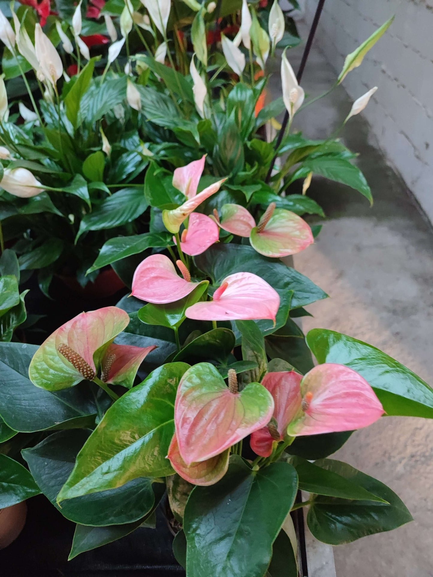 Anthurium - Valmaflor#AnthuriumValmaflorValmaflorAnthurium - ValmaflorRosa vaso 10 cmAnthuriumCasa