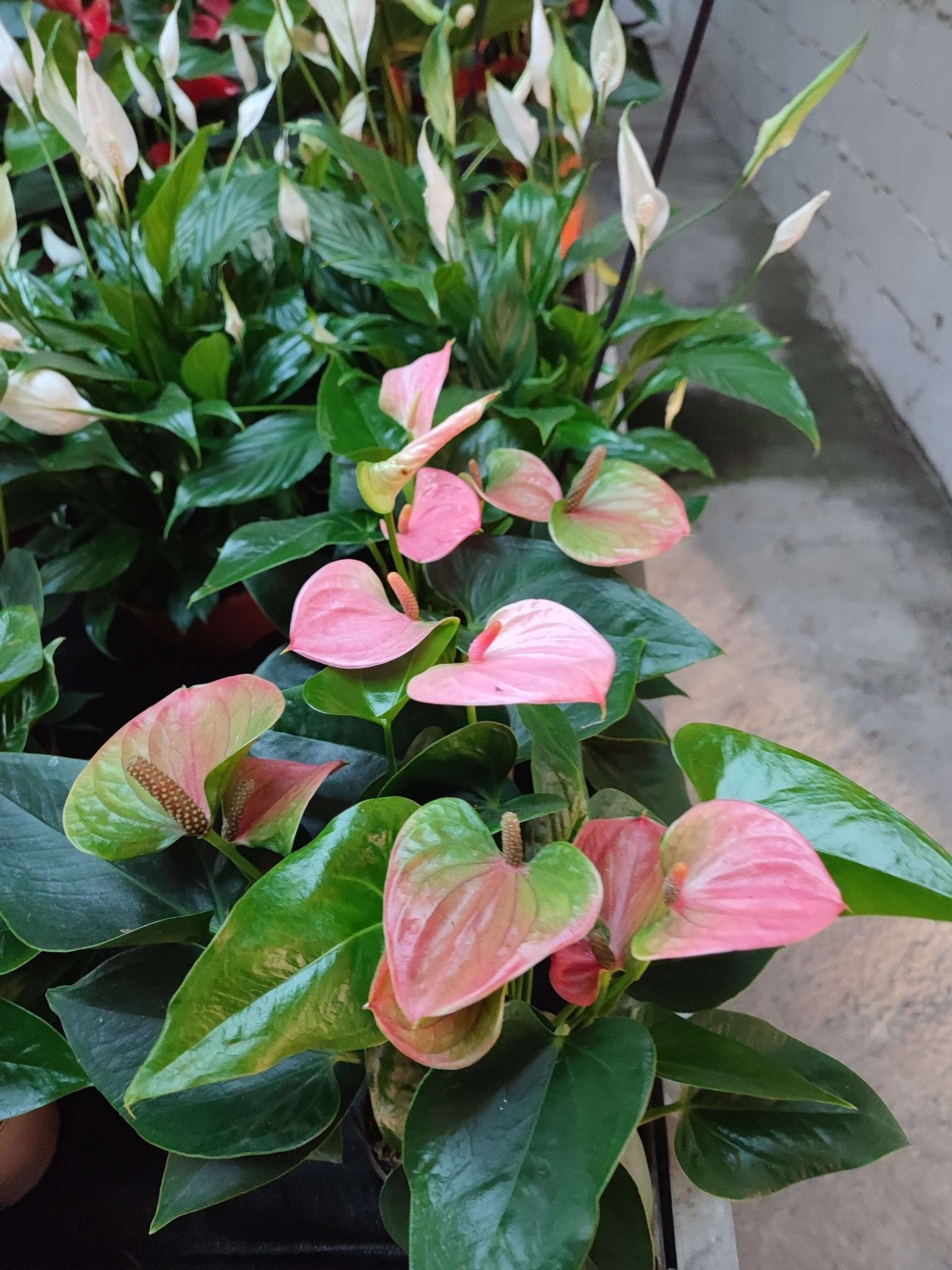 Anthurium - Valmaflor#AnthuriumValmaflorValmaflorAnthurium - ValmaflorRosa vaso 10 cmAnthuriumCasa
