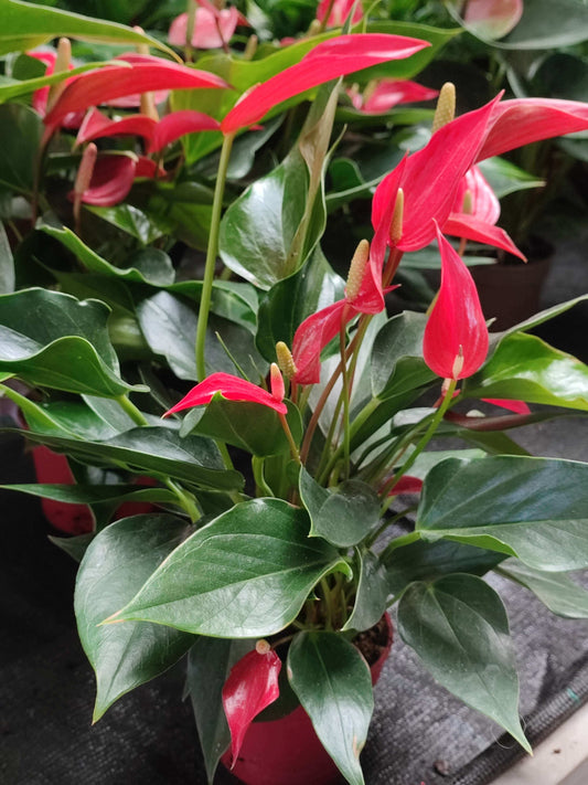 Anthurium lilli - Valmaflor