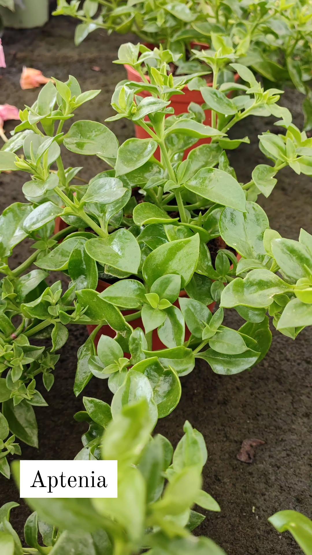 Aptenia - ValmaflorValmaflorValmaflorAptenia