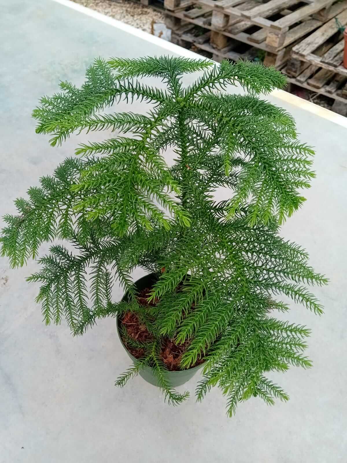 Araucaria - Valmaflor