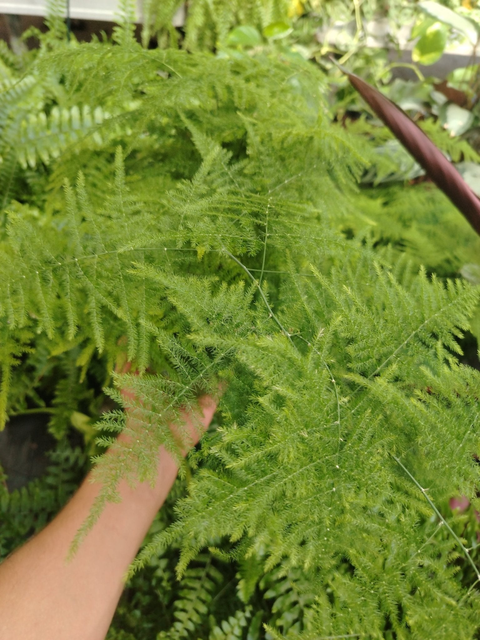 Asparagus setaceus - ValmaflorValmaflorValmaflorAsparagus setaceus