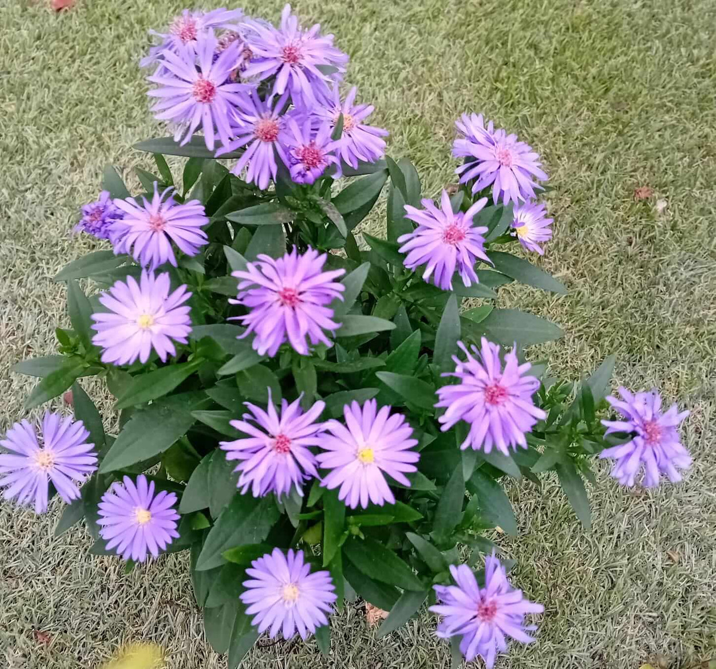 Aster (settembrino) - ValmaflorValmaflorValmaflorAster (settembrino) - Valmaflor14 cm