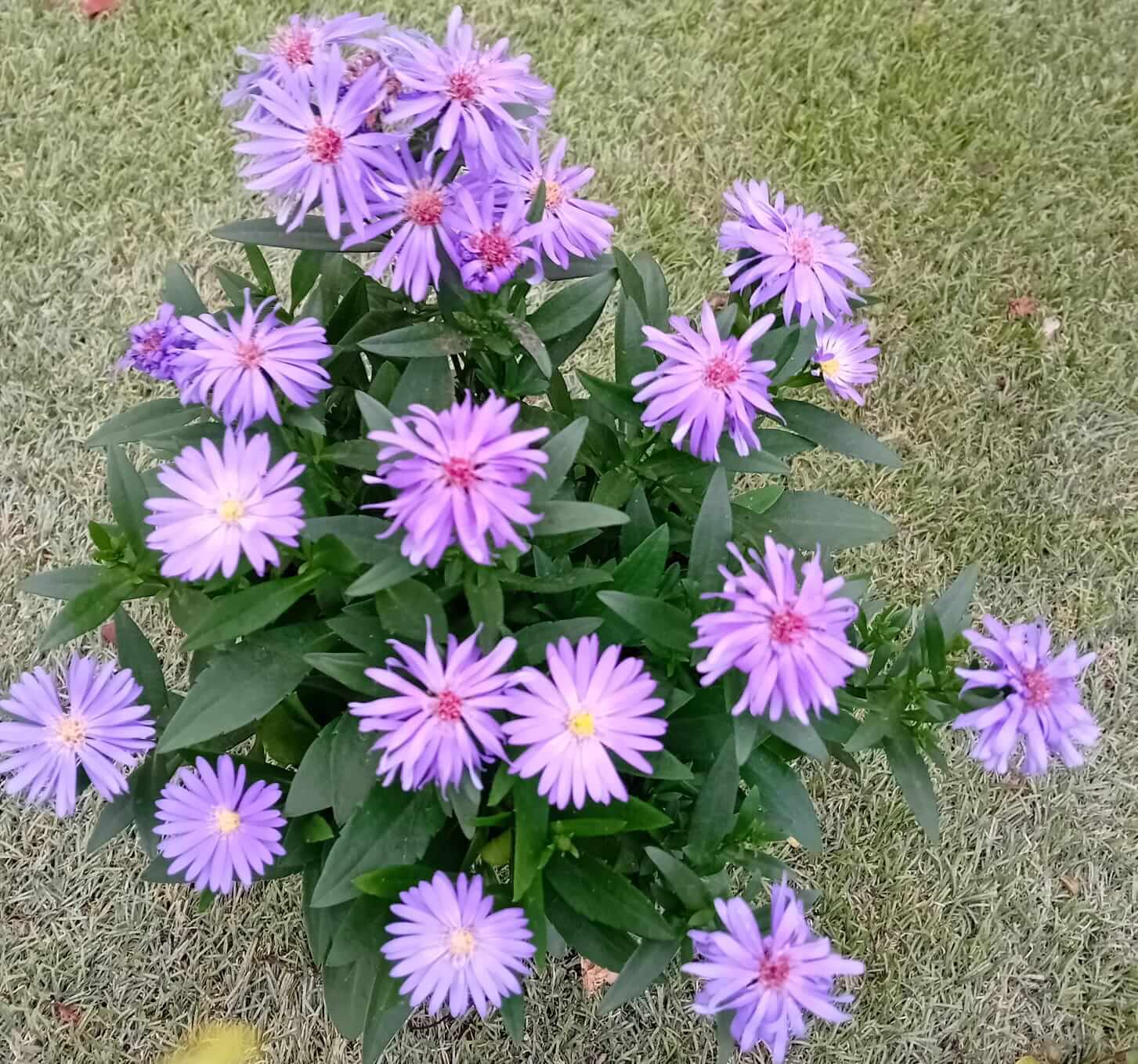 Aster (settembrino) - ValmaflorValmaflorValmaflorAster (settembrino) - Valmaflor14 cm