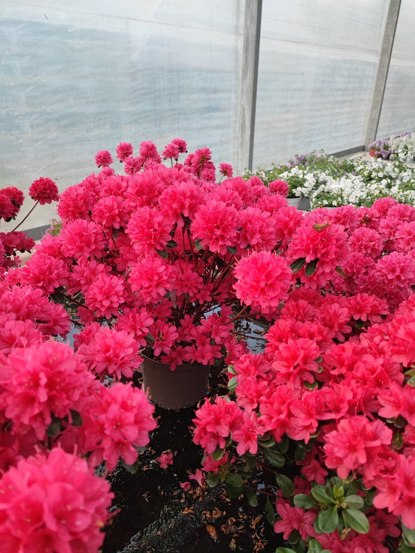 Azalea japonica - ValmaflorValmaflorValmaflorAzalea japonica - ValmaflorValmaflorValmaflorAzalea japonicaFucsiaFucsia