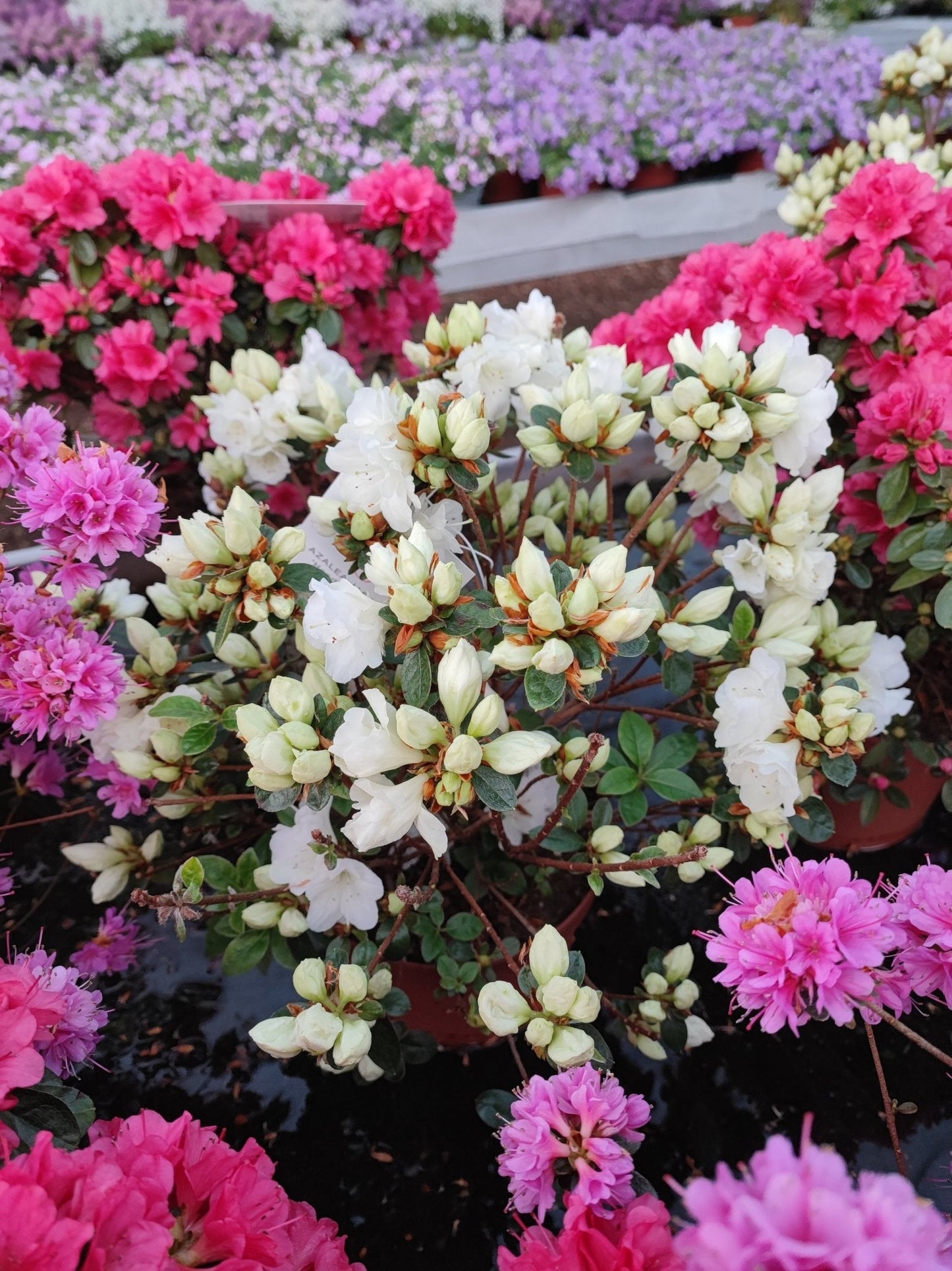 Azalea japonica - ValmaflorValmaflorValmaflorAzalea japonica - ValmaflorValmaflorValmaflorAzalea japonicaBiancaBianca