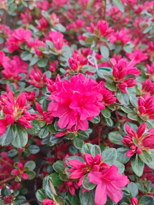Azalea japonica - ValmaflorValmaflorValmaflorAzalea japonica - ValmaflorValmaflorValmaflorAzalea japonicarosarosa