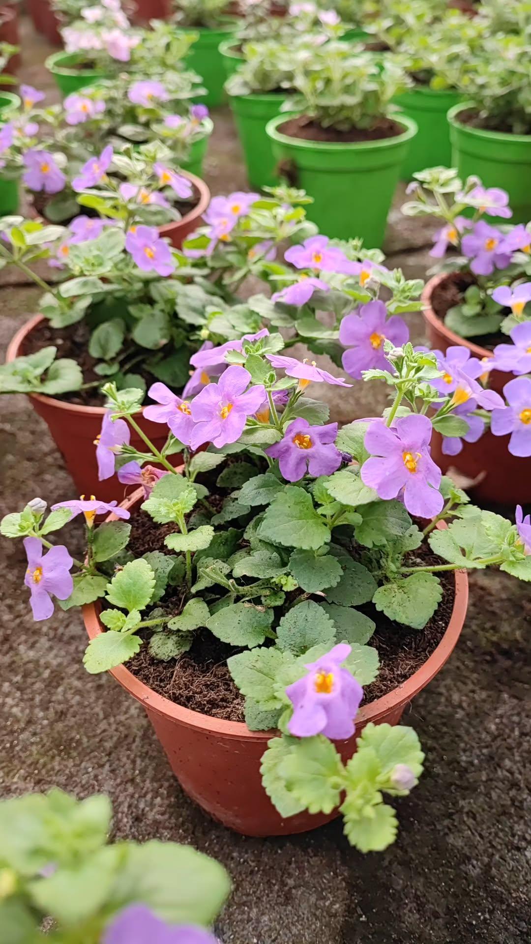 Bacopa - ValmaflorValmaflorValmaflorBacopaLilla