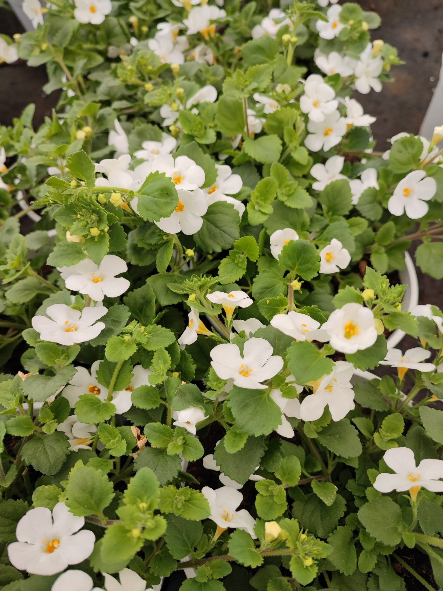 Bacopa - ValmaflorValmaflorValmaflorBacopaLilla