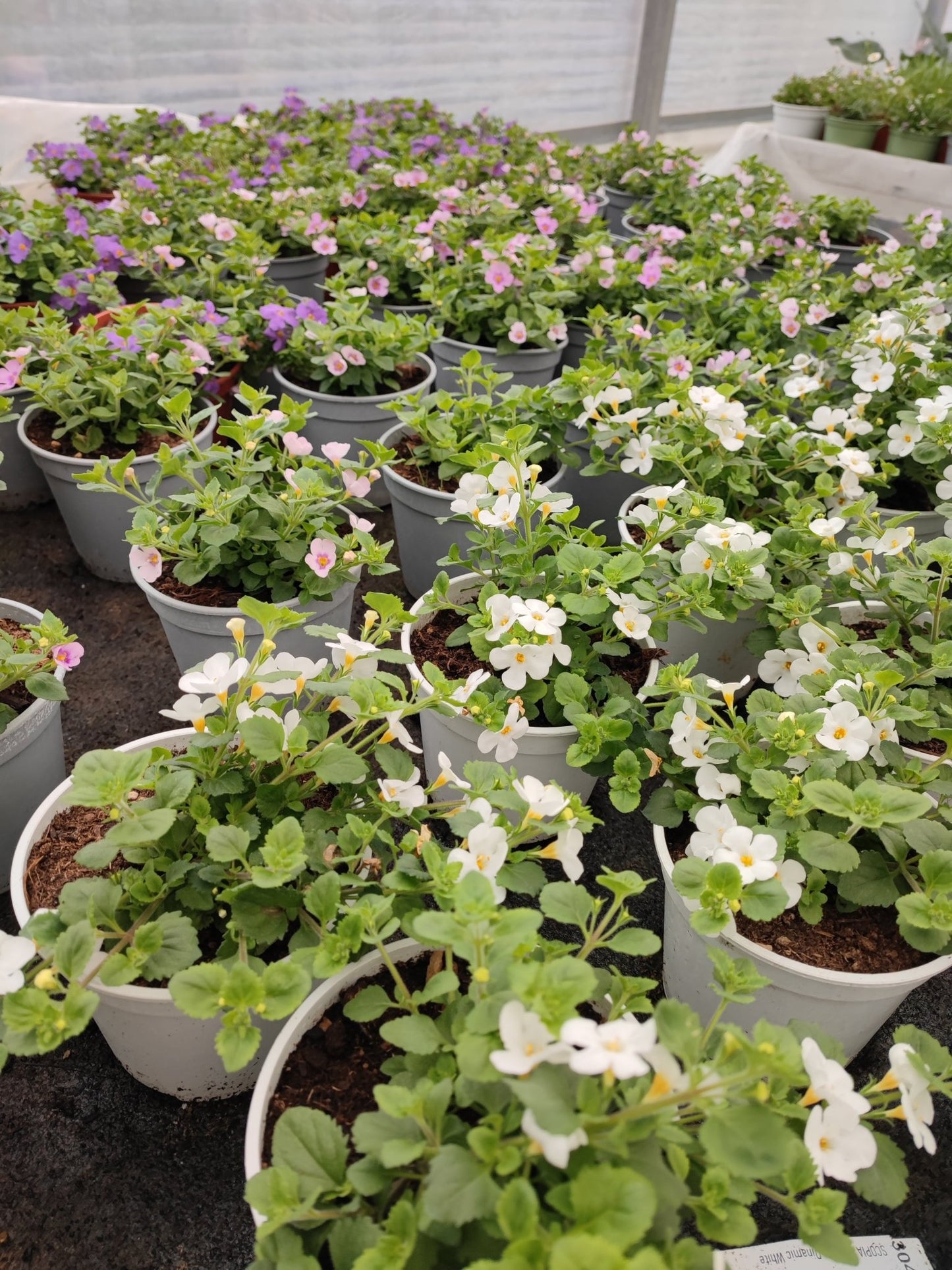 Bacopa - ValmaflorValmaflorValmaflorBacopaLilla