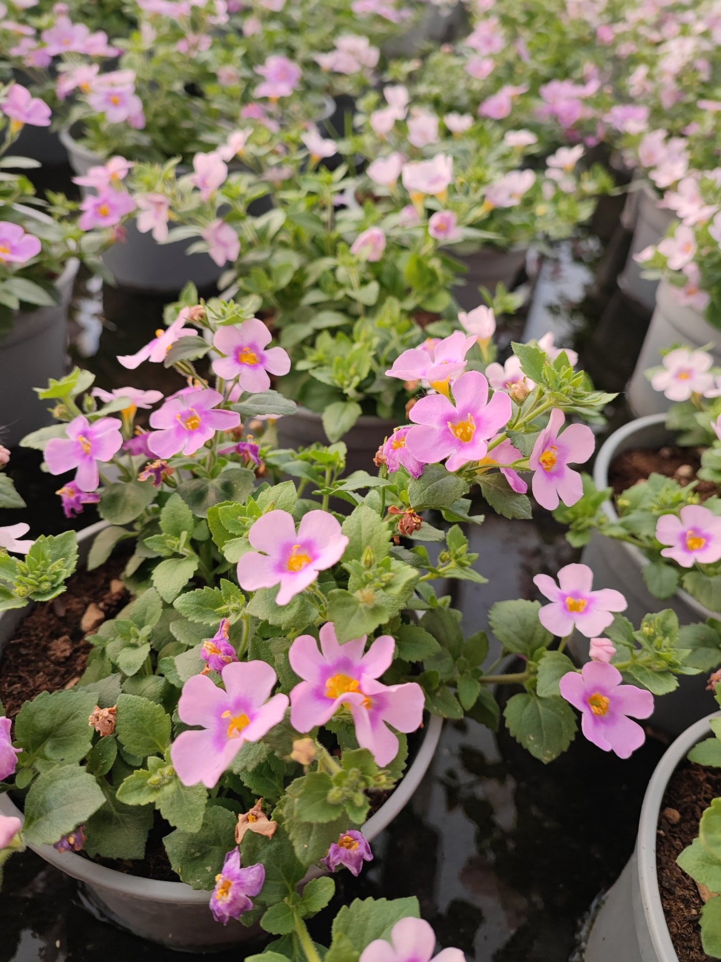 Bacopa - ValmaflorValmaflorValmaflorBacopaLilla