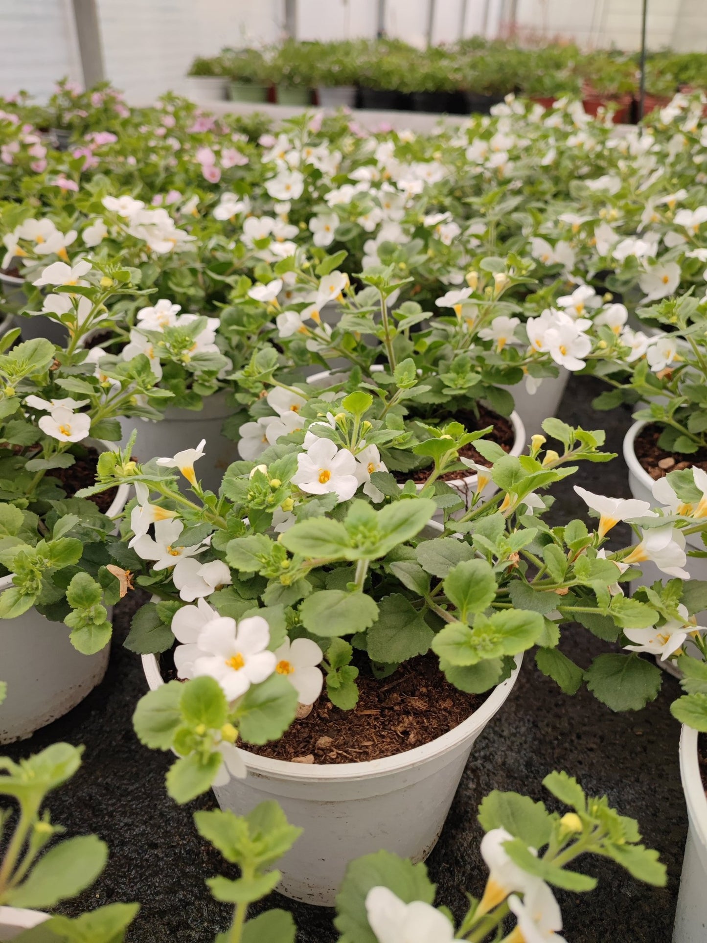 Bacopa - ValmaflorValmaflorValmaflorBacopaLilla