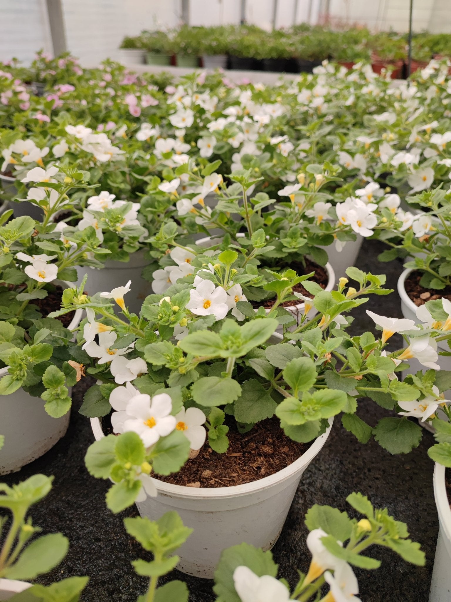 Bacopa - ValmaflorValmaflorValmaflorBacopaLilla