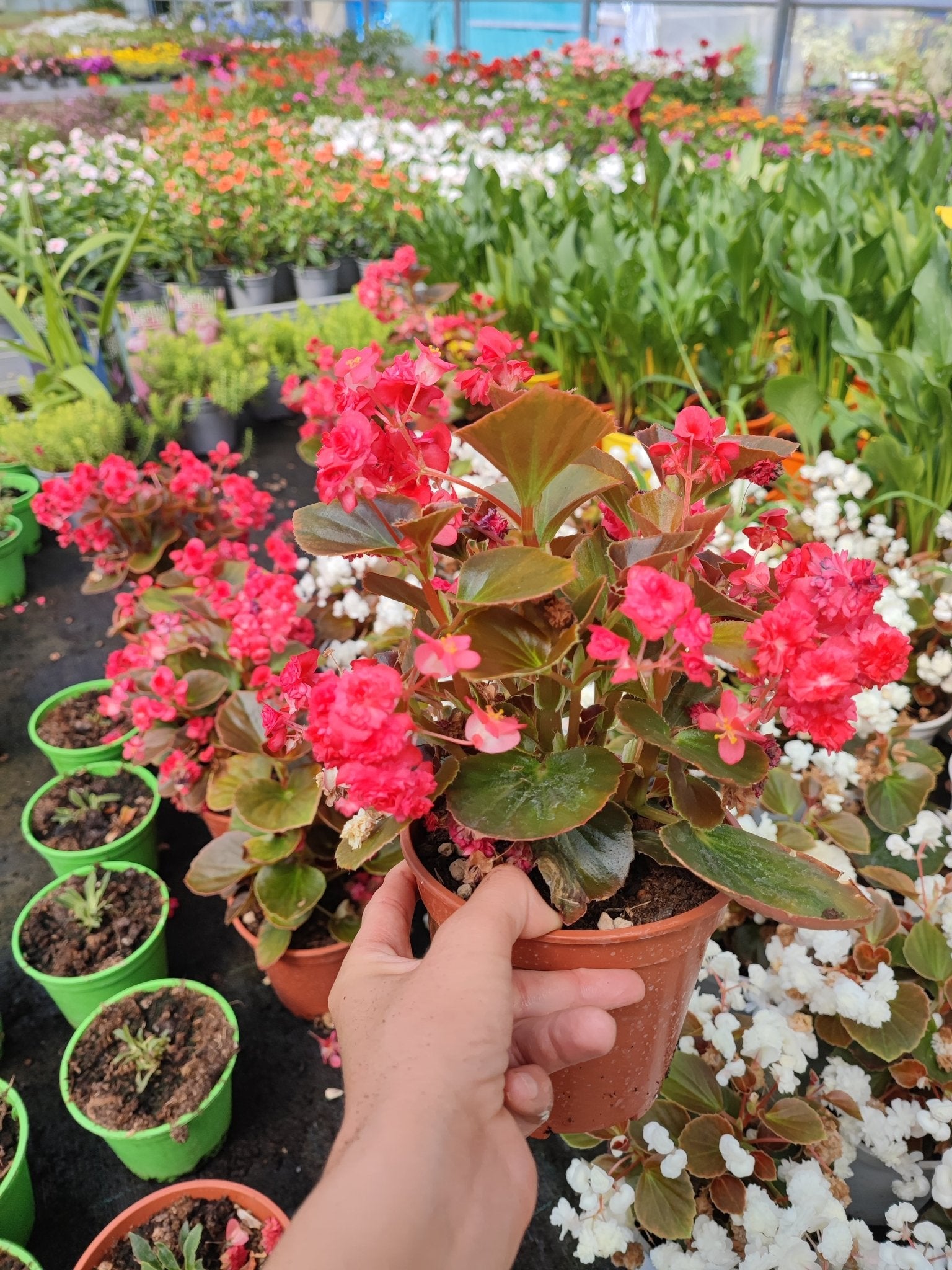 Begonia doppia - ValmaflorValmaflorValmaflorBegonia doppiaBianca14 cm20/30 cm